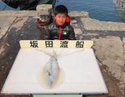 黒島の筏 ヤエンでアオリイカ1.6kg