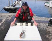 黒島の磯 ヤエンのアオリイカ釣果