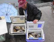 黒島の磯 アイゴ1人で77匹釣果も