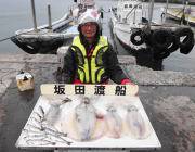 黒島の磯 アマゴ使用のヤエンでアオリイカ3…