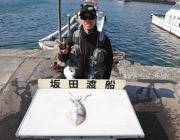 黒島の磯 ヤエンでアオリイカ〜1.7kg