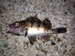 東二見 メバリングでメバル合計6匹 次はサイズアップ狙い☆