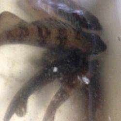 東二見 メバリングでメバル合計6匹 次はサイズアップ狙い☆