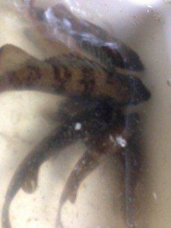 東二見 メバリングでメバル合計6匹 次はサイズアップ狙い☆