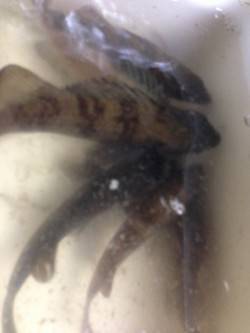 東二見 メバリングでメバル合計6匹 次はサ…