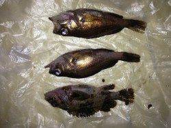 兵庫突堤でのメバリングの釣果、釣り人多くて単純には釣れなかった・・・