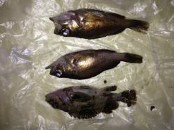 兵庫突堤でのメバリングの釣果、釣り人多くて…