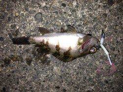 兵庫突堤でメバリング、短時間釣行の釣果