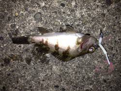 兵庫突堤でメバリング、短時間釣行の釣果