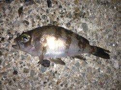 兵庫突堤でのメバリングの釣果、釣り人多くて単純には釣れなかった・・・