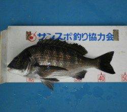 野原の磯、良型チヌが揚がっています！