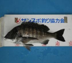 野原の磯、良型チヌが揚がっています！