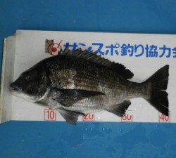 野原の磯、良型チヌが揚がっています！