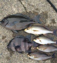 串本の磯 フカセでグレ＆イサギの釣果