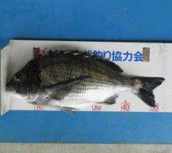 音海イカダでチヌ53.8cm♪お見事です