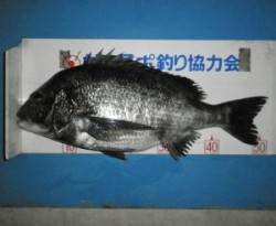 佐波賀地磯でフカセチヌ、これから楽しめそう…