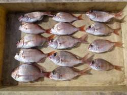 神谷一文字 かご釣りでチャリコ14匹