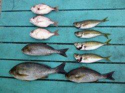 沖一文字カゴ釣りイサギ釣果、他の魚も混じっています♪