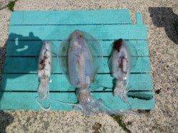 工場裏でヤエン釣り、1.9kgも釣れました！