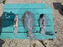 工場裏でヤエン釣り、1.9kgも釣れました…