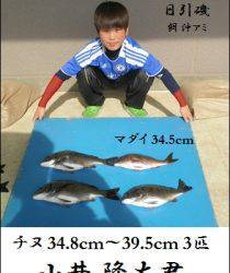 日引磯でチヌ39.5cmを頭に3匹他、各地でチヌが好調です