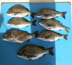 野原磯 フカセでチヌ7匹 これからはグレに…