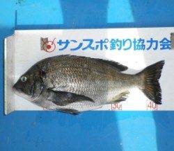 野原磯 フカセでチヌ7匹 これからはグレにも期待