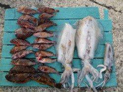 アオリにガシラ、ルアーゲームで大漁です♪