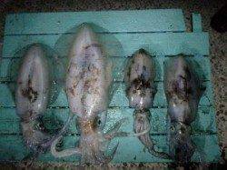 神谷一文字での半夜ヤエン釣果♪アオリ2.3kg♪