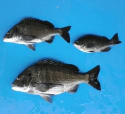 音海磯 フカセでチヌ＆グレ