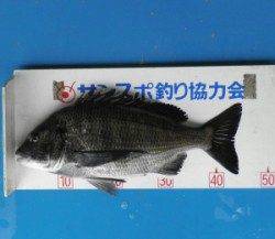 音海磯 フカセでチヌ＆グレ