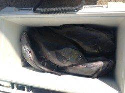 串本東部・カナトコでフカセ、グレ37cmを頭に17匹の釣果♪