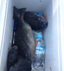 串本東部・シオフキでのフカセ釣り、グレの釣果