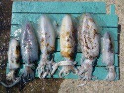 神谷一文字 ヤエンでアオリイカ最大2.3kg