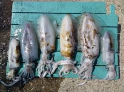 神谷一文字 ヤエンでアオリイカ最大2.3k…