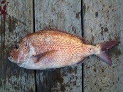 神谷の筏 ヌカダンゴでマダイ50cm