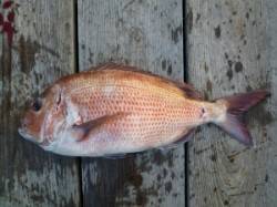 神谷の筏 ヌカダンゴでマダイ50cm