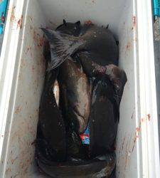 萩尾の磯 フカセでのグレ釣果