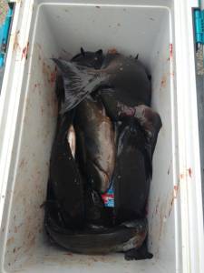 萩尾の磯 フカセでのグレ釣果