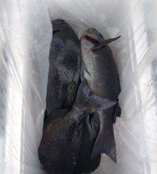 萩尾の磯 フカセでのグレ釣果
