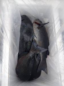 萩尾の磯 フカセでのグレ釣果