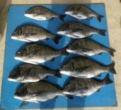 佐波賀地磯 フカセでチヌ2人で10匹