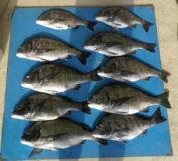 佐波賀地磯 フカセでチヌ2人で10匹