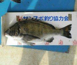 佐波賀地磯 フカセでチヌ2人で10匹