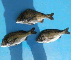 若狭大島磯 フカセでチヌ〜44.8cm3匹