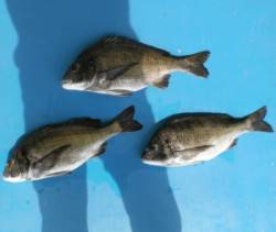 若狭大島磯 フカセでチヌ〜44.8cm3匹…