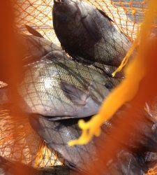 沖の赤島でのオキアミフカセ、グレはまだまだ釣れてます