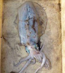 エギングでアオリイカ、キロアップ出ました！