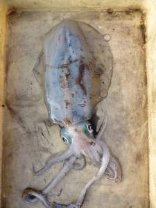 エギングでアオリイカ、キロアップ出ました！…