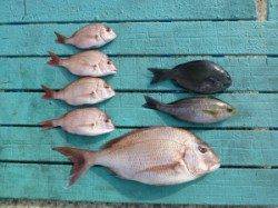 神谷沖一文字外向き　カゴ釣り釣果